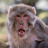 makak rhesus - Macaca mulatta