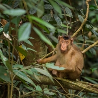 makak vepří - Macaca nemestrina