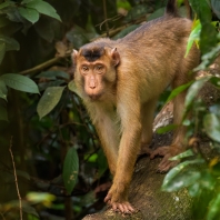 makak vepří - Macaca nemestrina