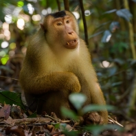 makak vepří - Macaca nemestrina