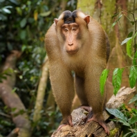 makak vepří - Macaca nemestrina