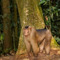 makak vepří - Macaca nemestrina