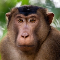 makak vepří - Macaca nemestrina
