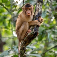 makak vepří - Macaca nemestrina