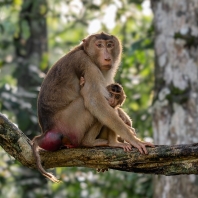makak vepří - Macaca nemestrina