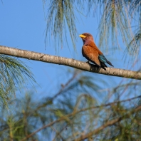 mandelík skořicový - Eurystomus glaucurus