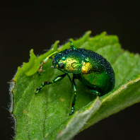 mandelinka mátová - Chrysolina herbacea