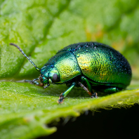 mandelinka mátová - Chrysolina herbacea