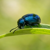 mandelinka modravá - Chrysolina coerulans