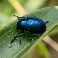 mandelinka modravá - Chrysolina coerulans