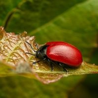 mandelinka topolová - Chrysomela populi