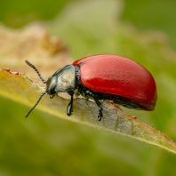 mandelinka topolová - Chrysomela populi