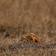 mangusta jižní - Helogale parvula