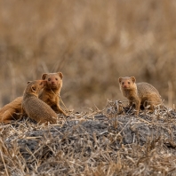 mangusta jižní - Helogale parvula