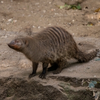 mangusta žíhaná - Mungos mungo colonus