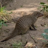 mangusta žíhaná - Mungos mungo colonus