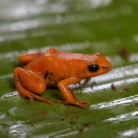 mantela zlatá - Mantella aurantiaca