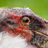 marabu africký - Leptoptilos crumenifer