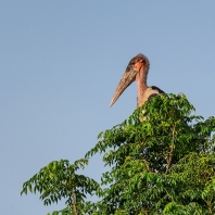 marabu africký - Leptoptilos crumeniferus