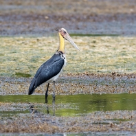 marabu indomalajský - Leptoptilos javanicus