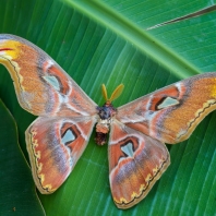 martináč atlas - Attacus atlas