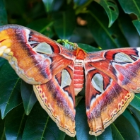 martináč atlas - Attacus atlas