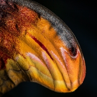 martináč atlas - Attacus atlas