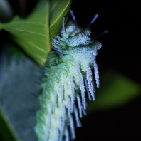 martináč atlas - Attacus atlas