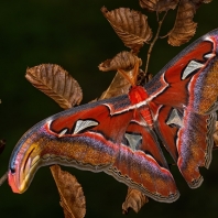 martináč atlas - Attacus atlas