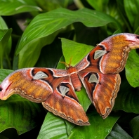 martináč atlas - Attacus atlas