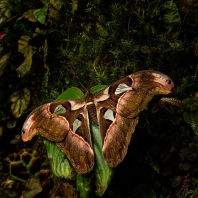 martináč atlas - Attacus atlas