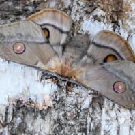 martináč blahovičníkový - Opodiphthera...
