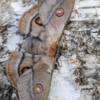 martináč blahovičníkový - Opodiphthera...