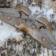 martináč blahovičníkový - Opodiphthera...