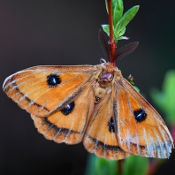 martináč bukový - Aglia tau