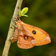 martináč bukový - Aglia tau