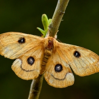 martináč bukový - Aglia tau
