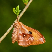 martináč bukový - Aglia tau