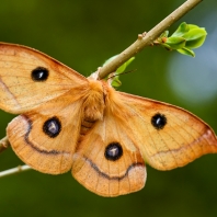 martináč bukový - Aglia tau