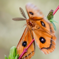 martináč bukový - Aglia tau
