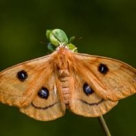 martináč bukový - Aglia tau