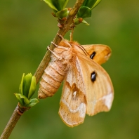 martináč bukový - Aglia tau