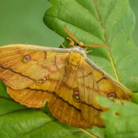 martináč dubový - Antheraea yamamai