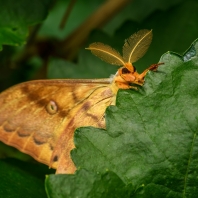 martináč dubový - Antheraea yamamai