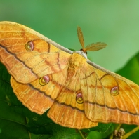 martináč dubový - Antheraea yamamai