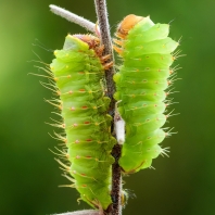 martináč dubový - Antheraea yamamai