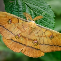 martináč dubový - Antheraea yamamai