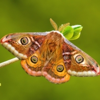 martináč habrový - Saturnia pavonia