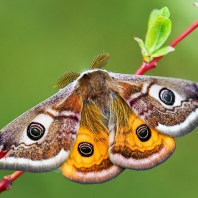 martináč habrový - Saturnia pavonia
