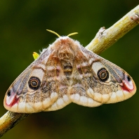 martináč habrový - Saturnia pavonia